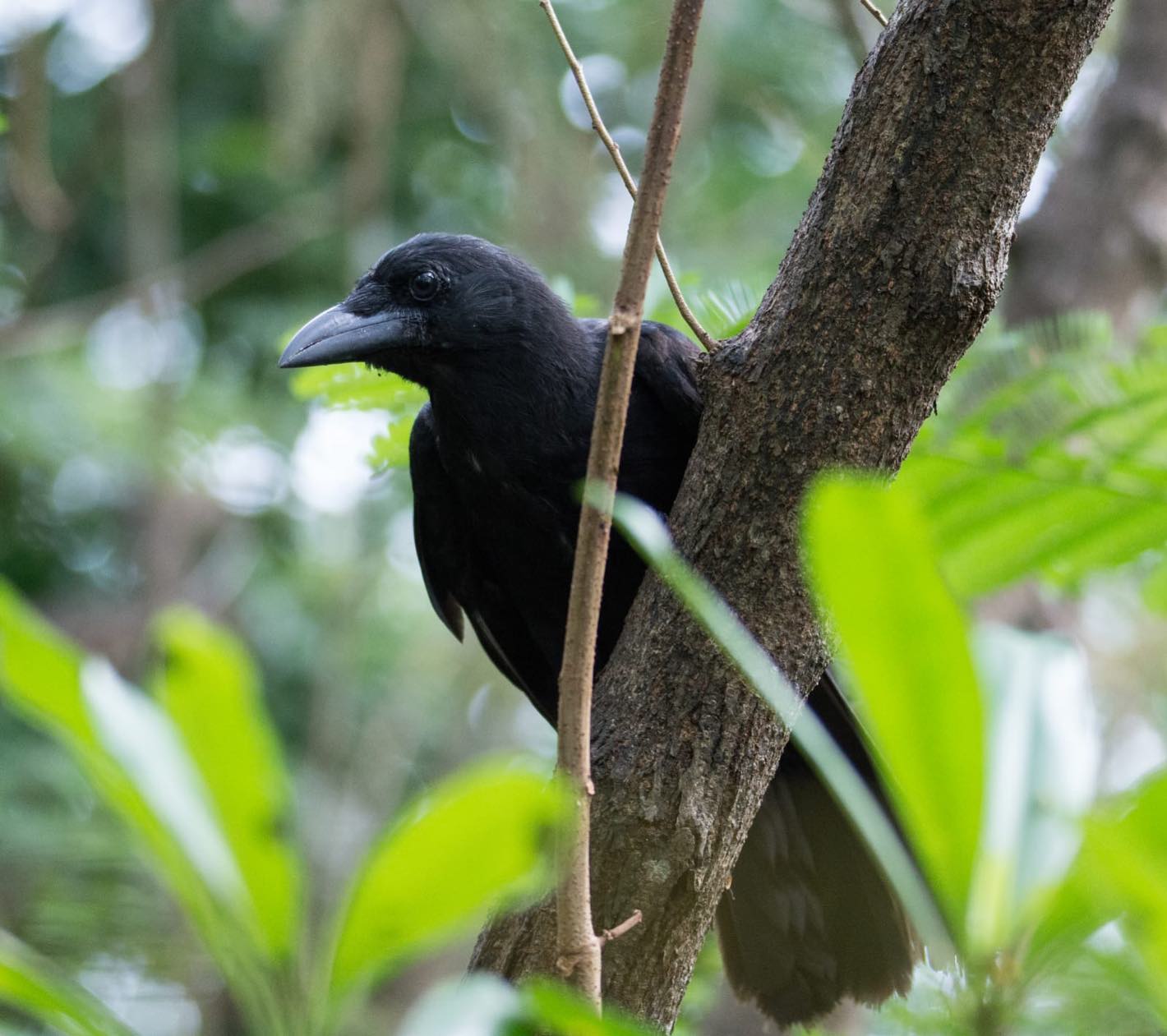 Marianas Crow