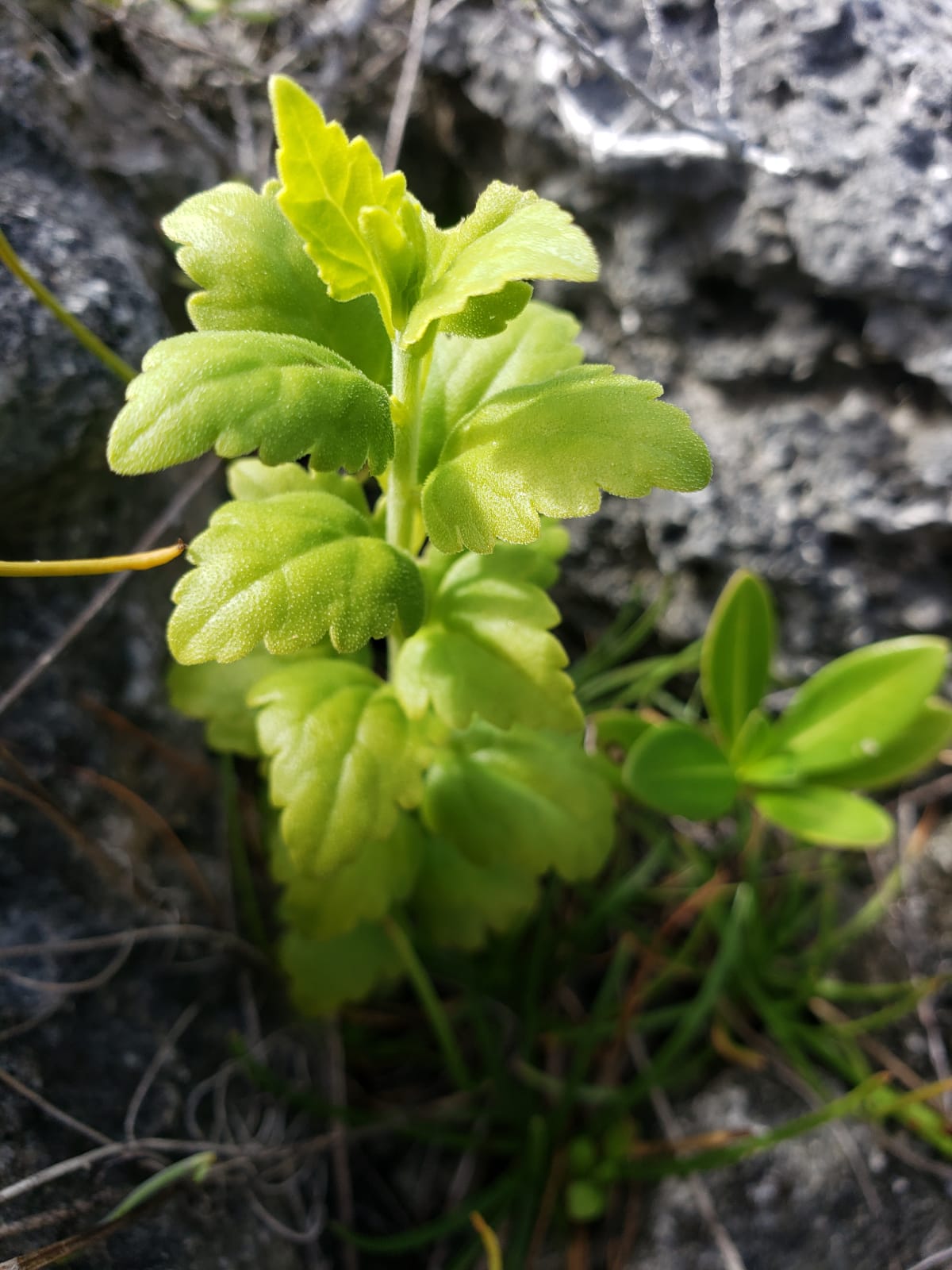 Serianthes nelsonii